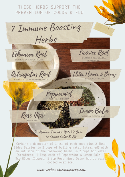 7 Immune Boosting Herbs